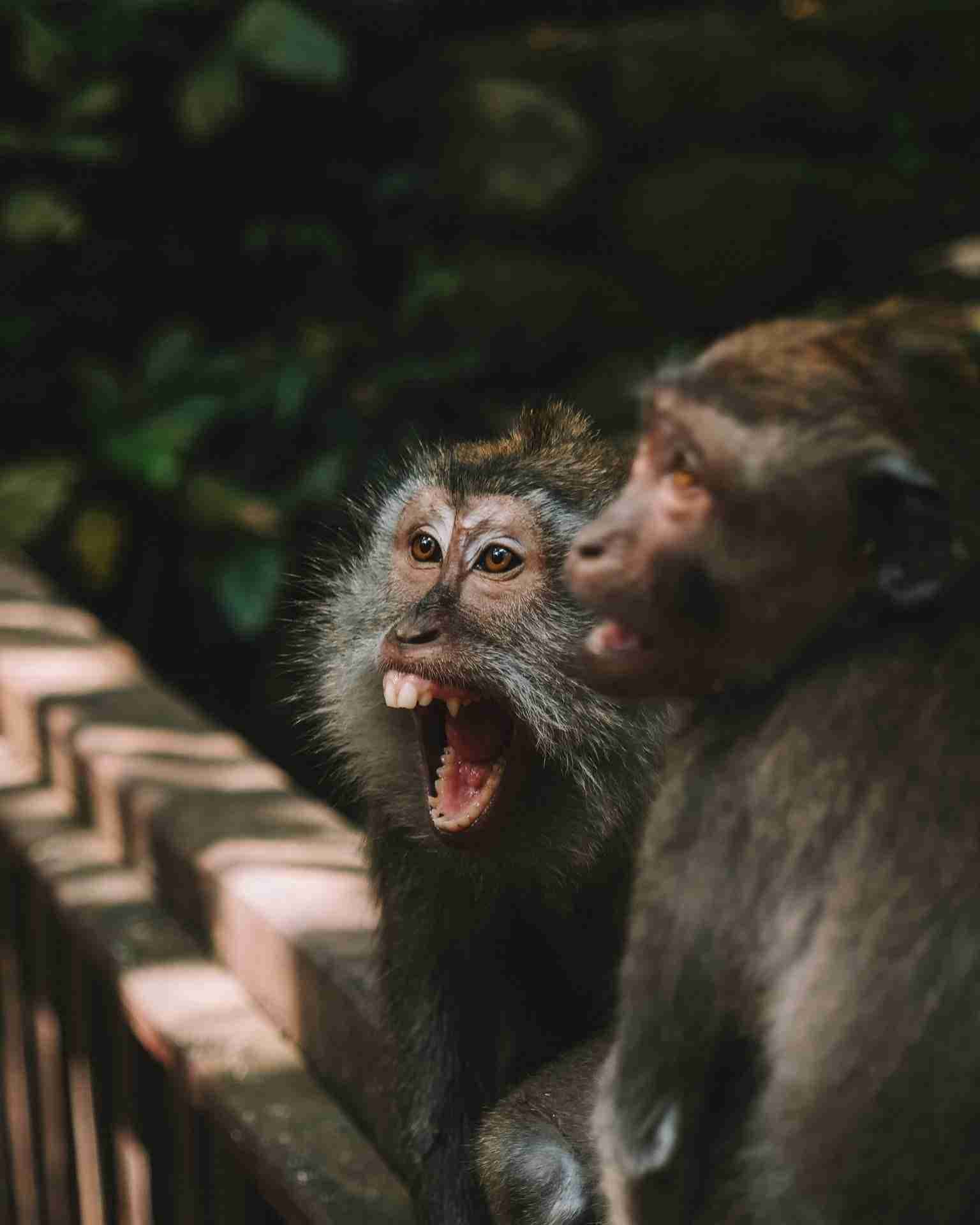 Excited Monkeys in the Ubud Sacred Monkey Forest- Photo by Oliver Schmid