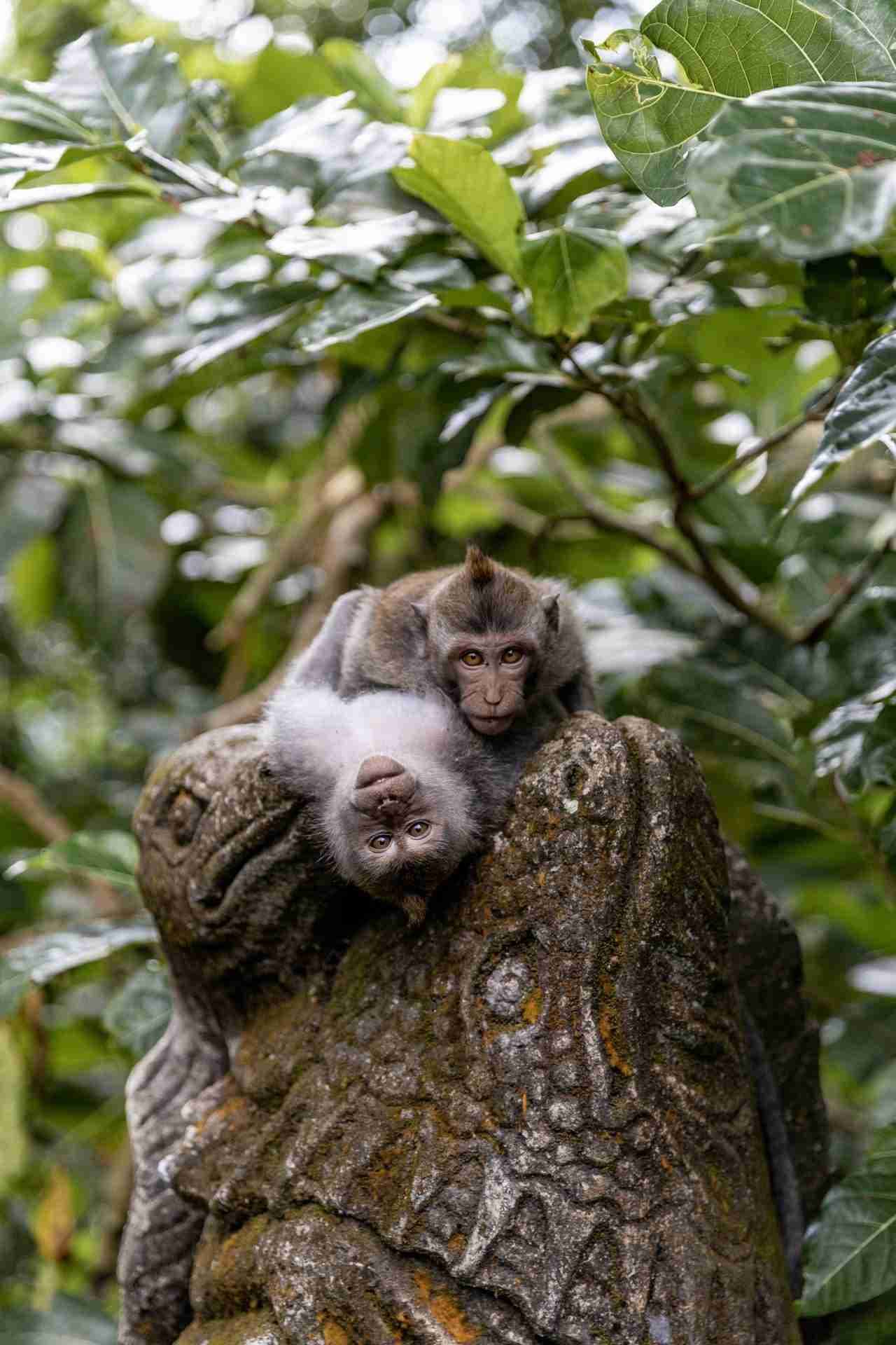 A Pair of Monkeys Lounging on a Lizard Sculpture – Photo by Ernests Vaga