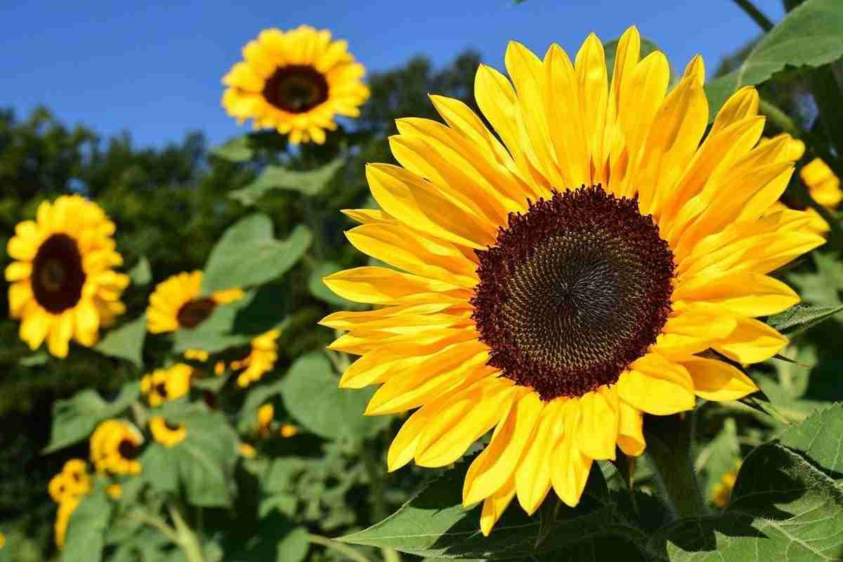 Sunrise Sunflower Farm by Ulrike Leone