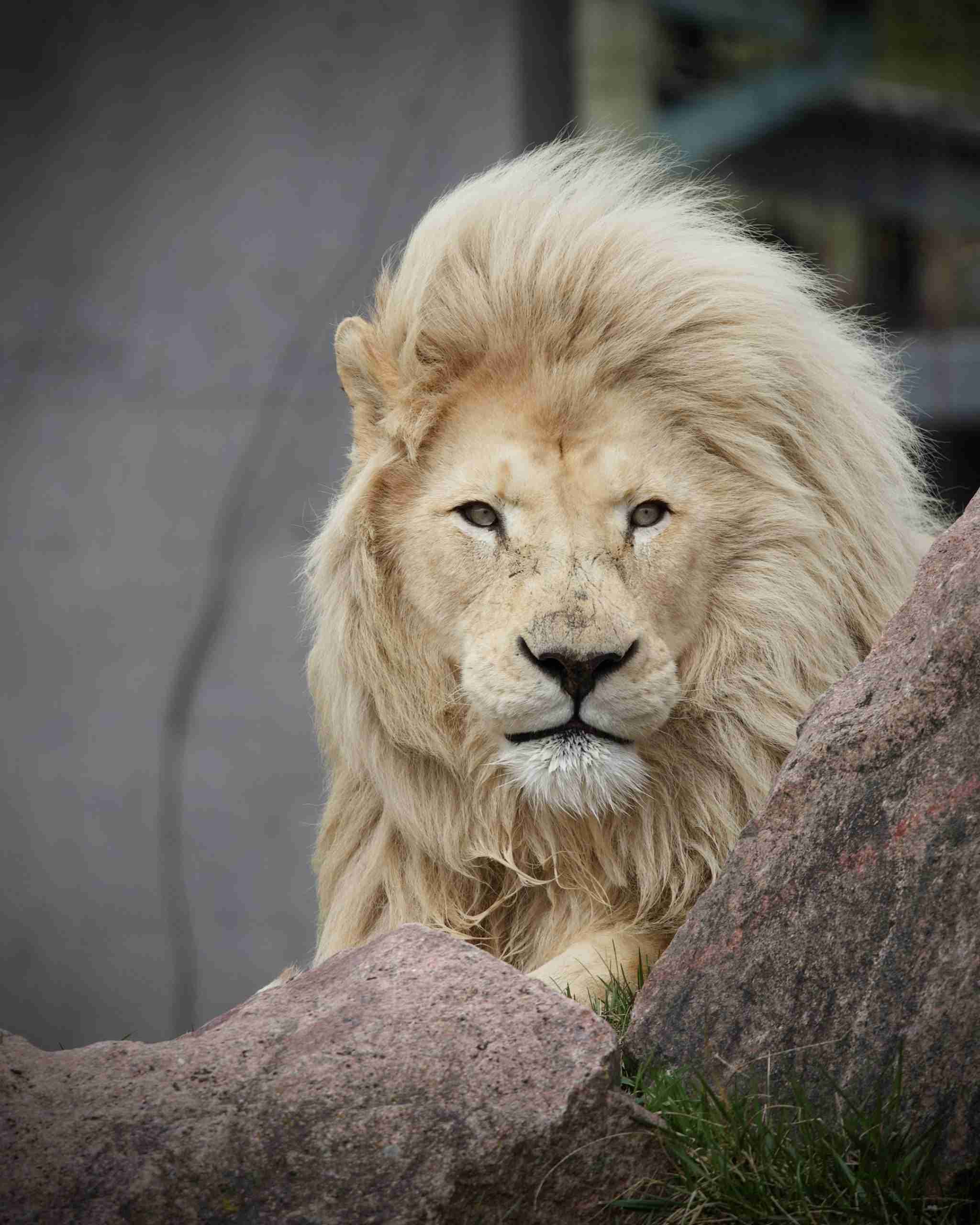 Toronto Zoo