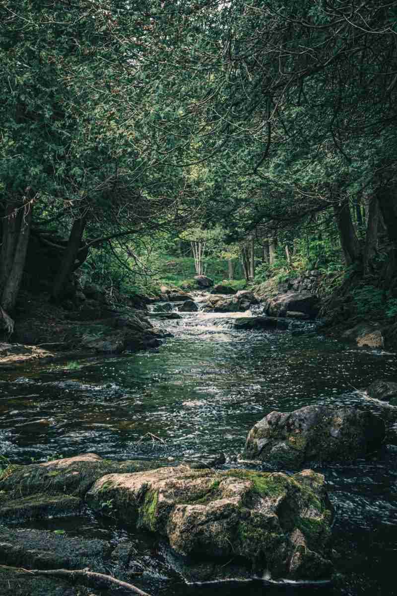 Black Creek-Photo by Shawn M. Kent