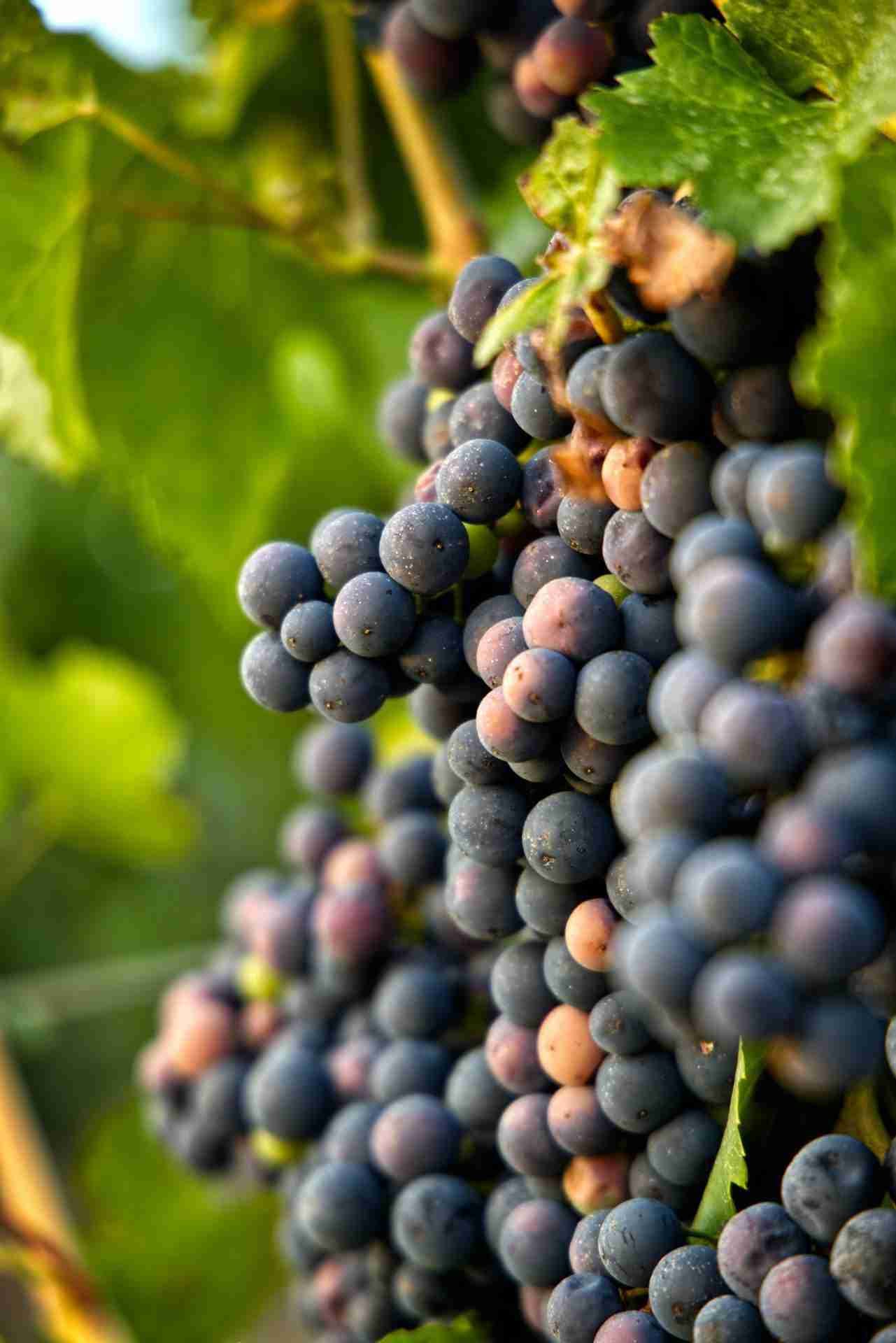Vineland Estates Winery