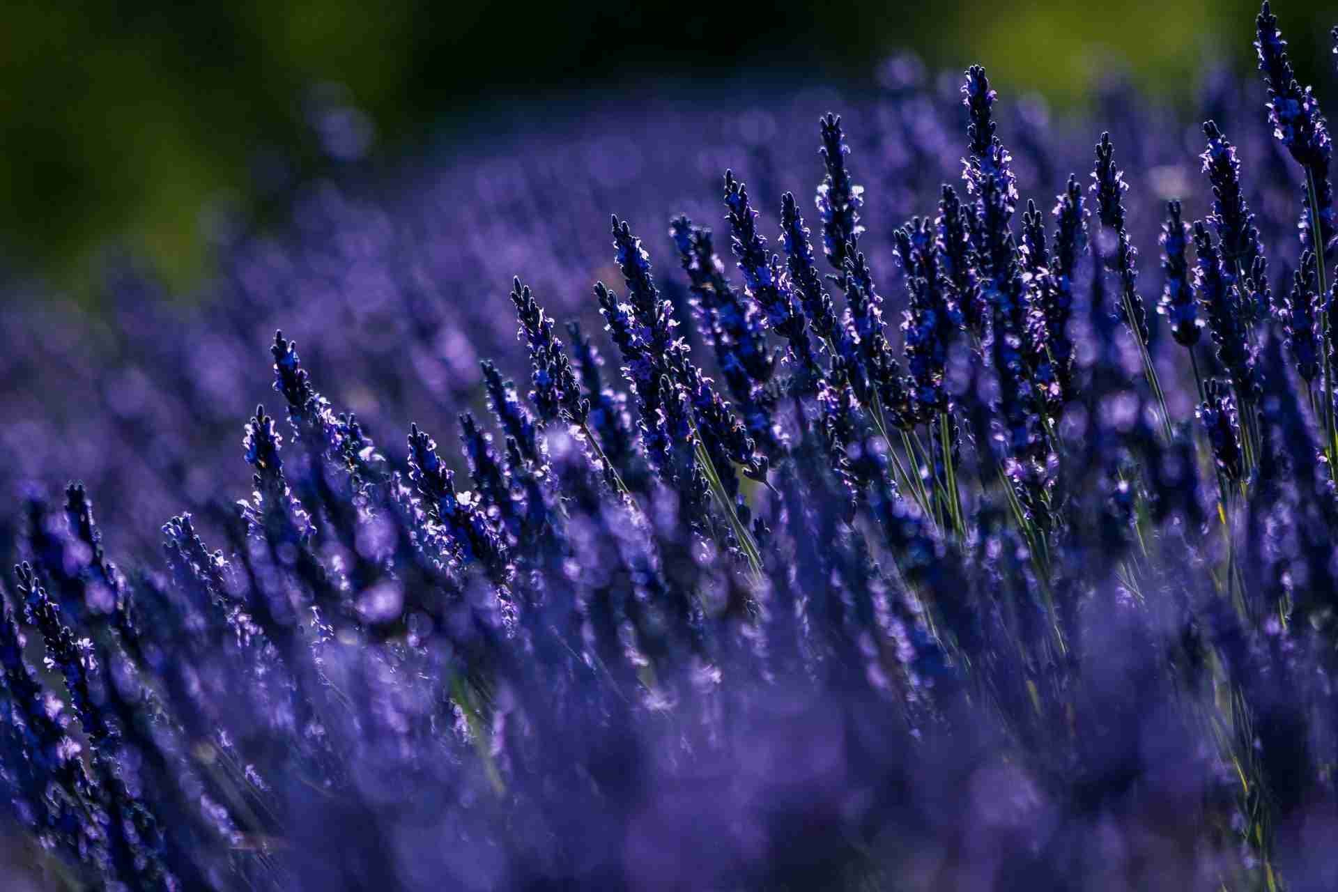 Apple Hill Lavender Farm