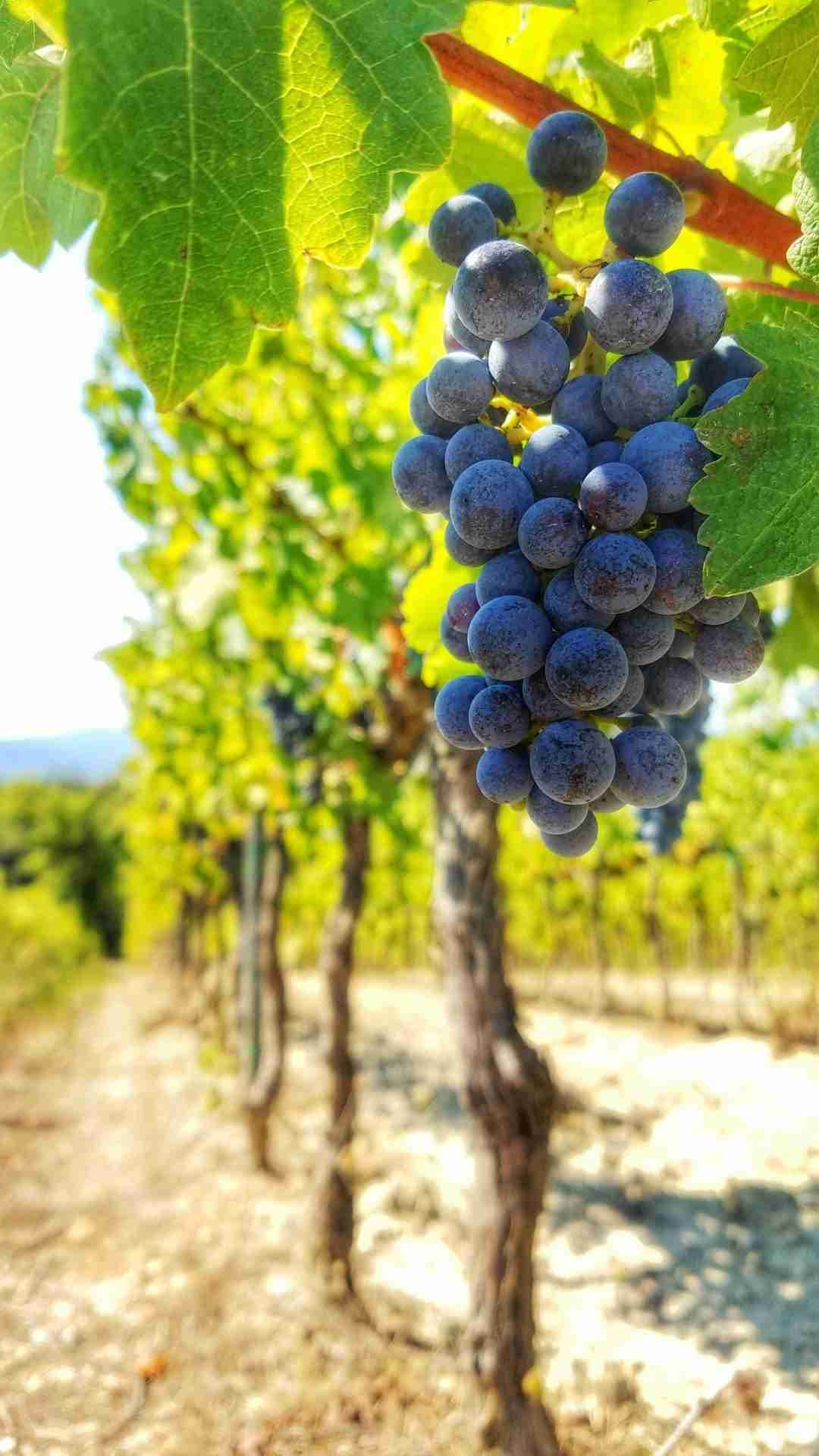Ravine Vineyard Estate Winery