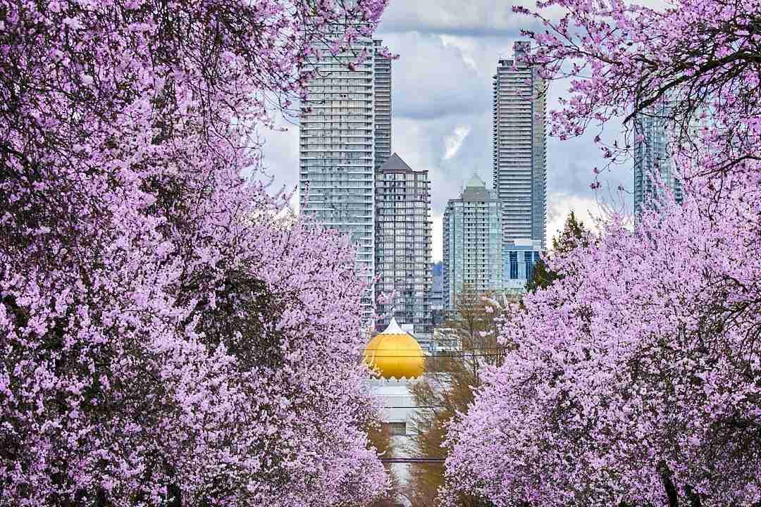 Cherry Blossoms – Photo by Jinil Patel