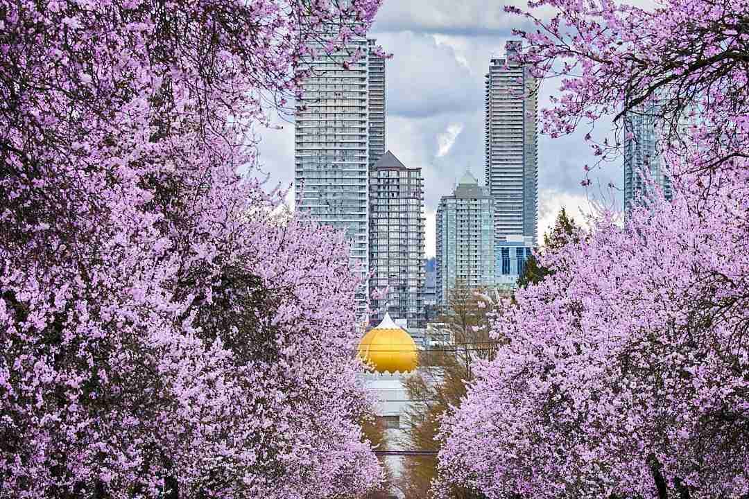 Cherry Blossom View