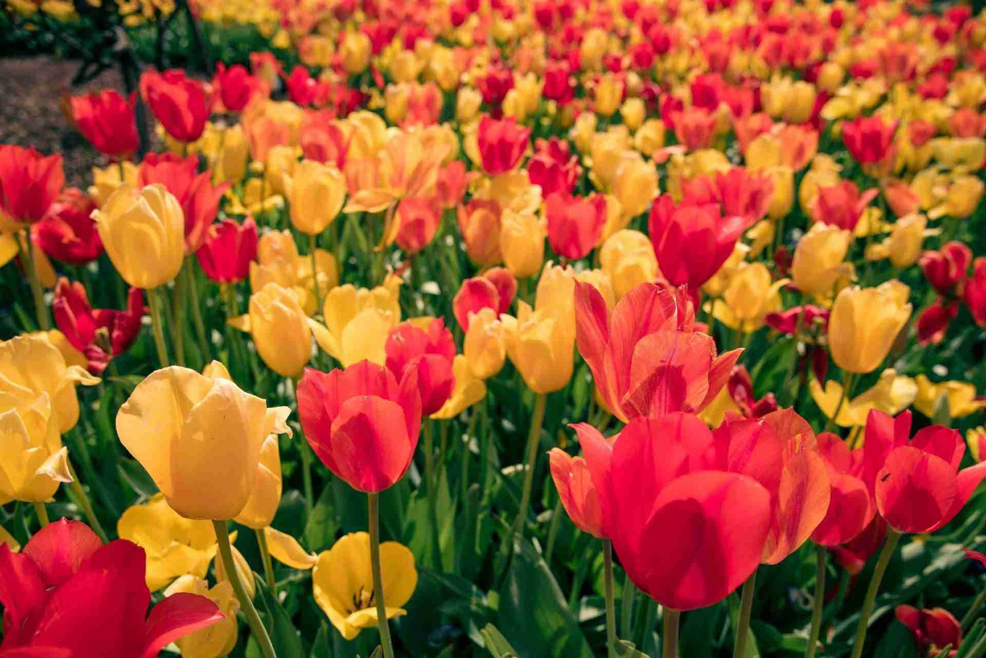 Dallas Arboretum and Botanical Garden
