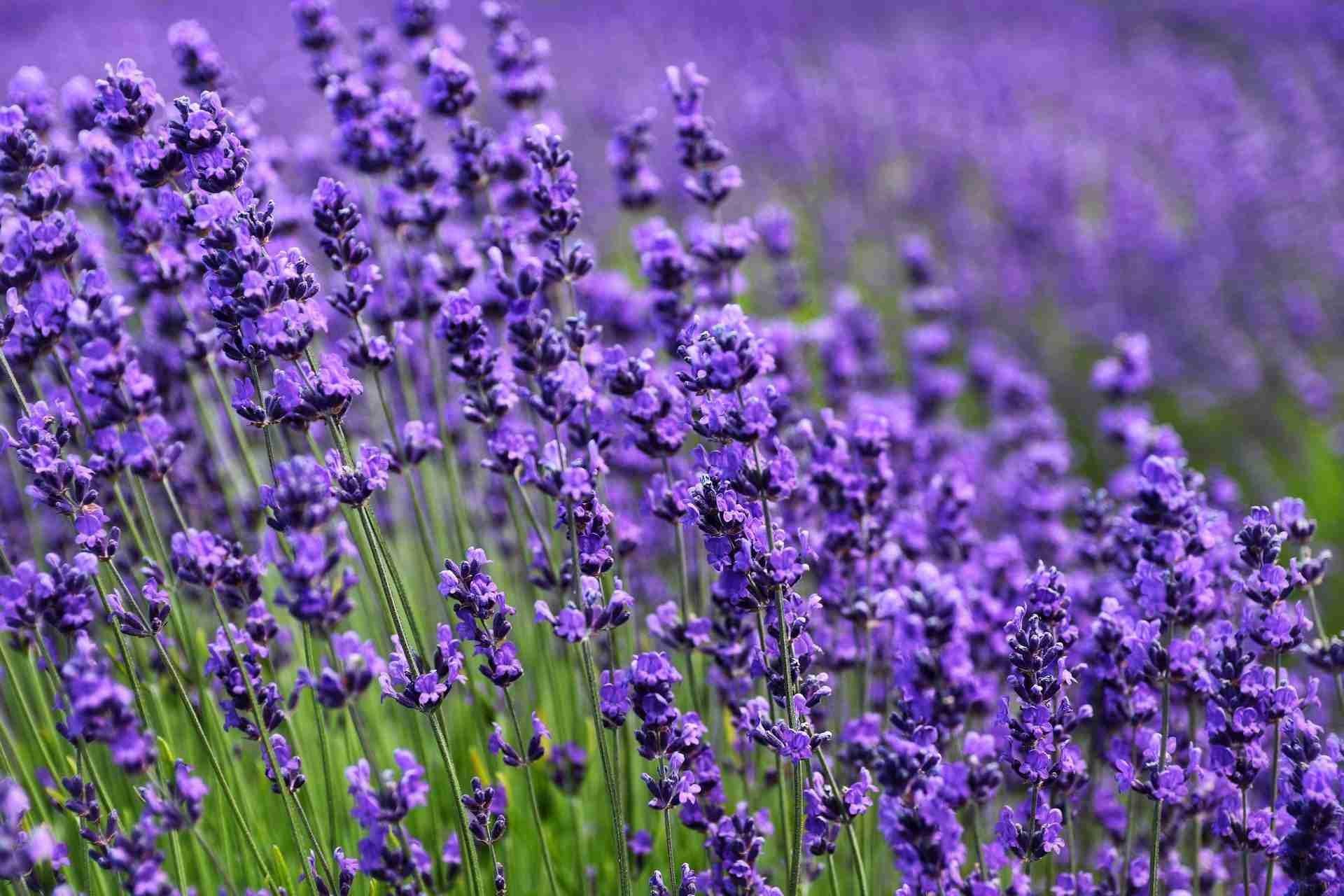 Kelso Lavender Farm