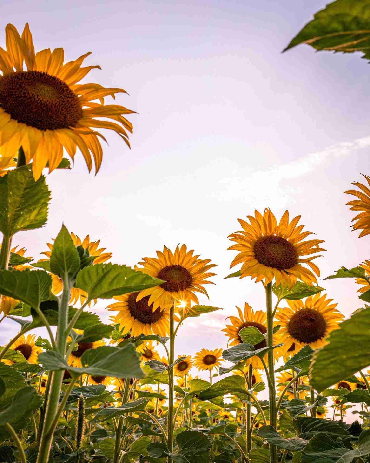 Rae Road Sunflowers