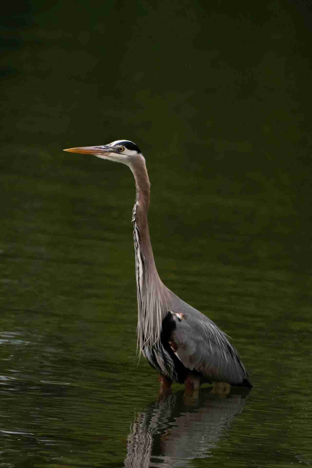 Esquimalt Lagoon Migratory Bird Sanctuary by Chris LeBoutillier