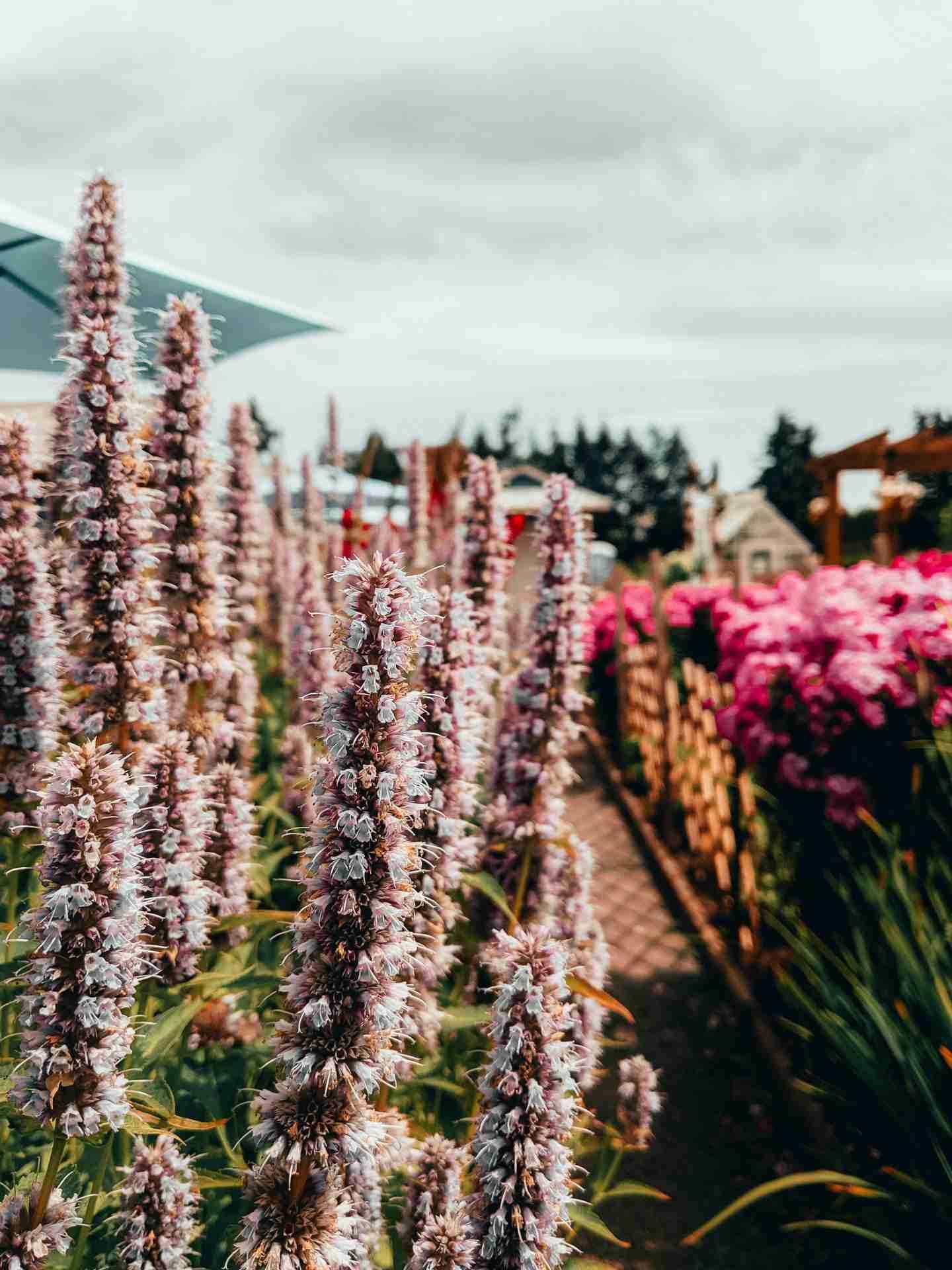 Krause Berry Farms & Estate Winery