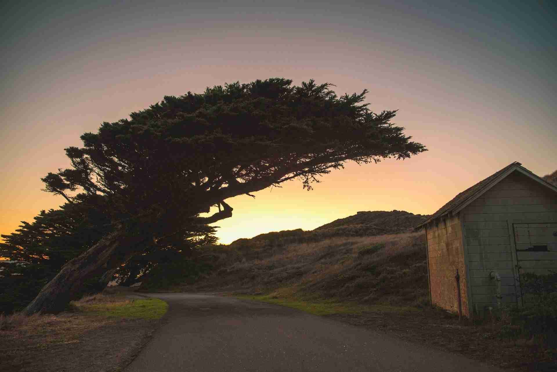 Point Reyes Leaning Tree