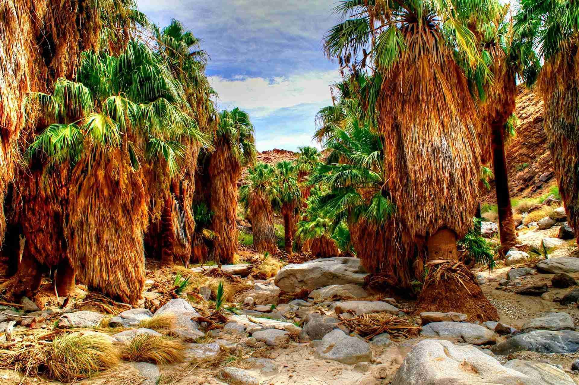 Palm Canyon