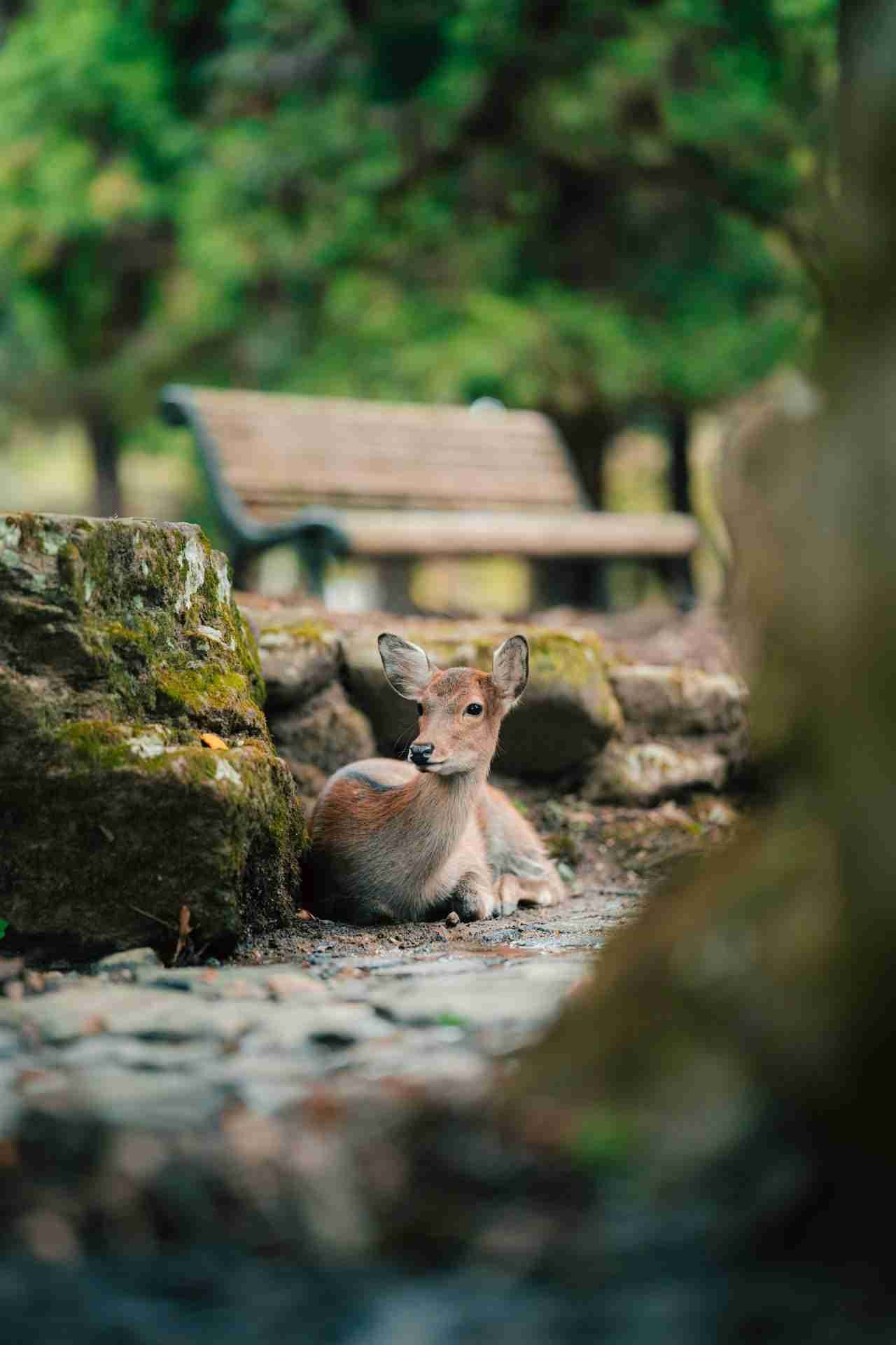 Nara Park