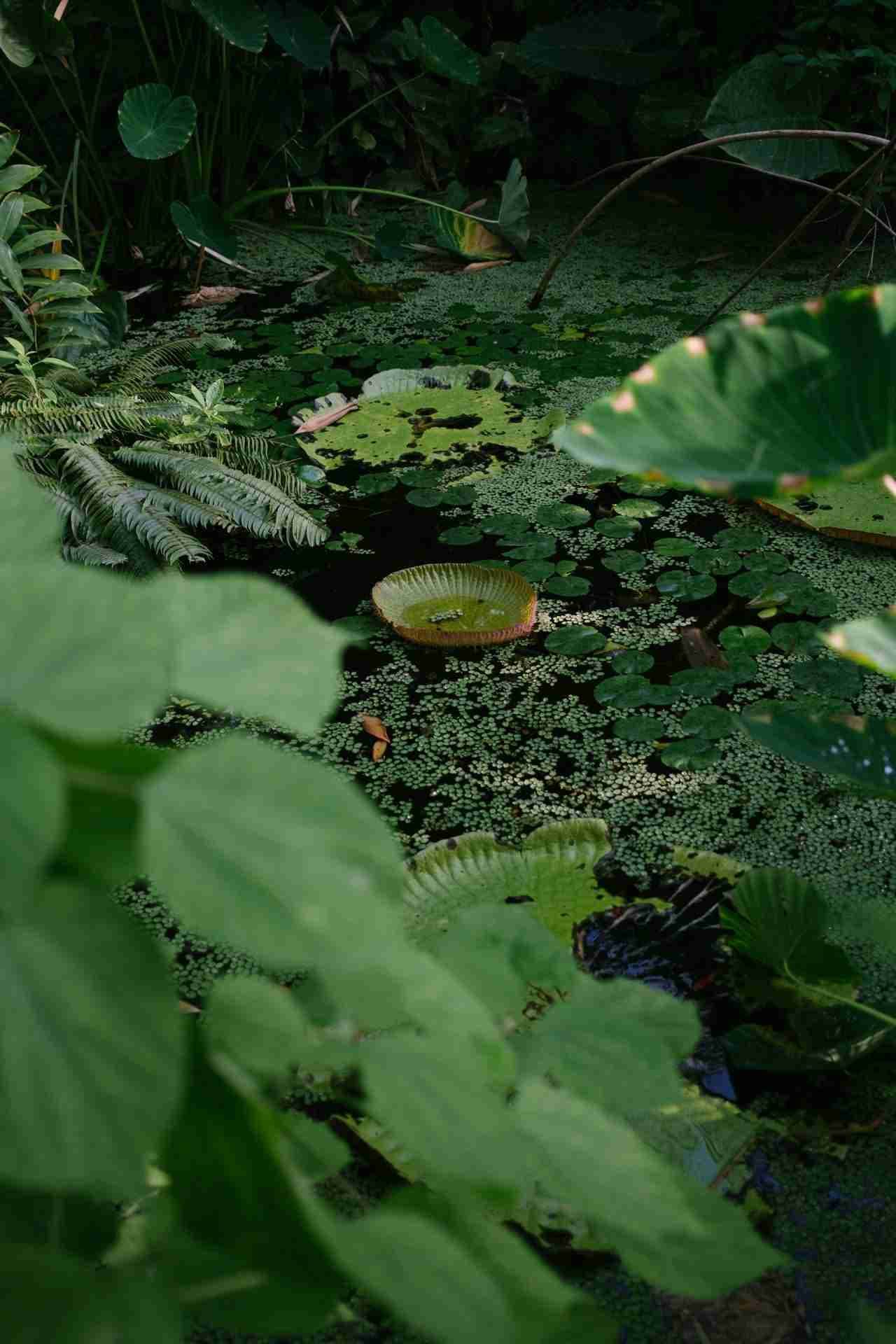 Hortus Botanicus Amsterdam by Kira Laktionov