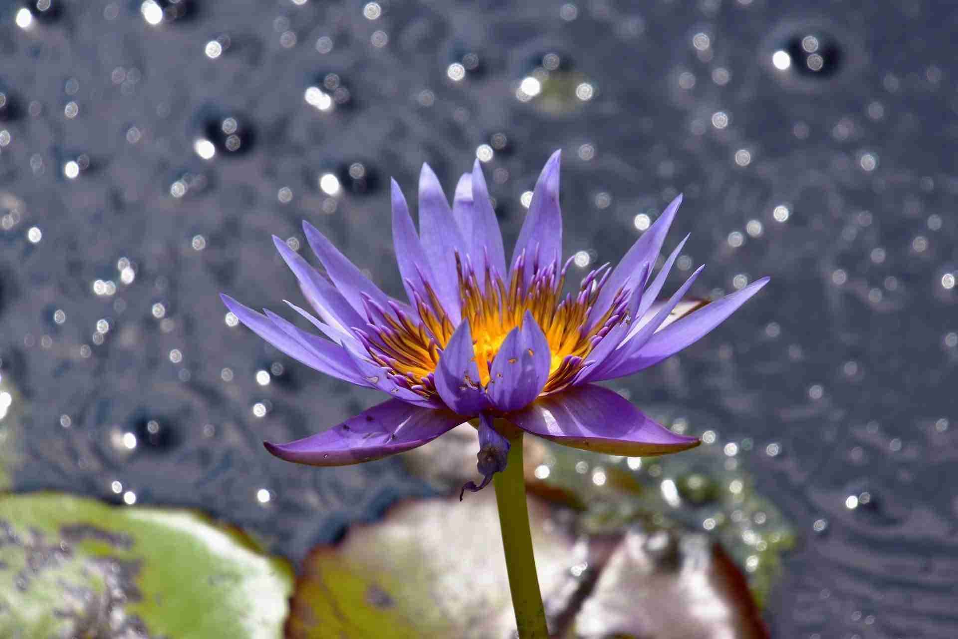 Royal Botanical Gardens – Rock Garden