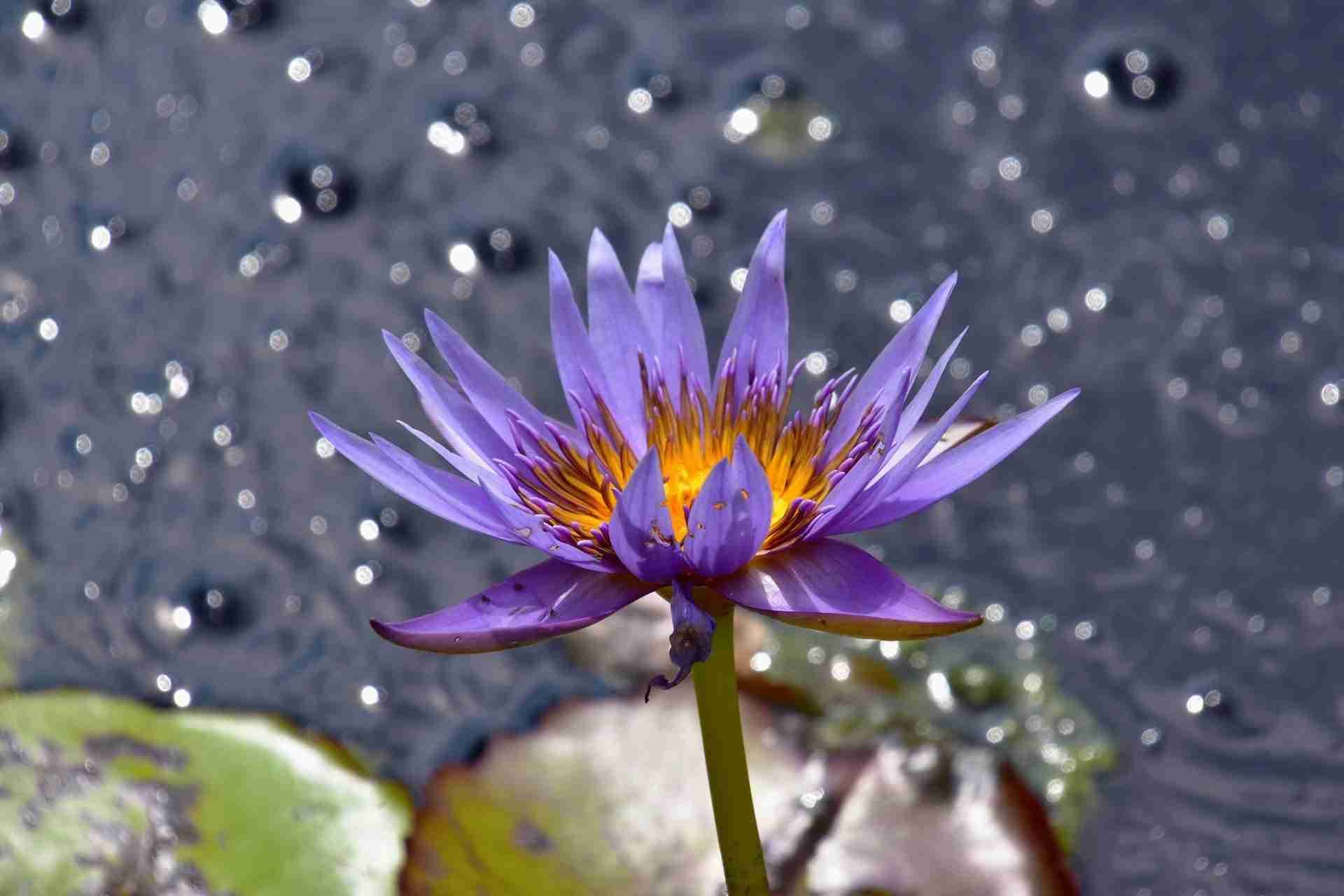 Royal Botanical Gardens – Rock Garden
