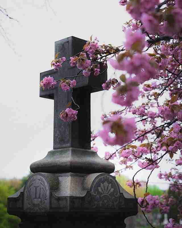 Congressional Cemetery by Dan Mall