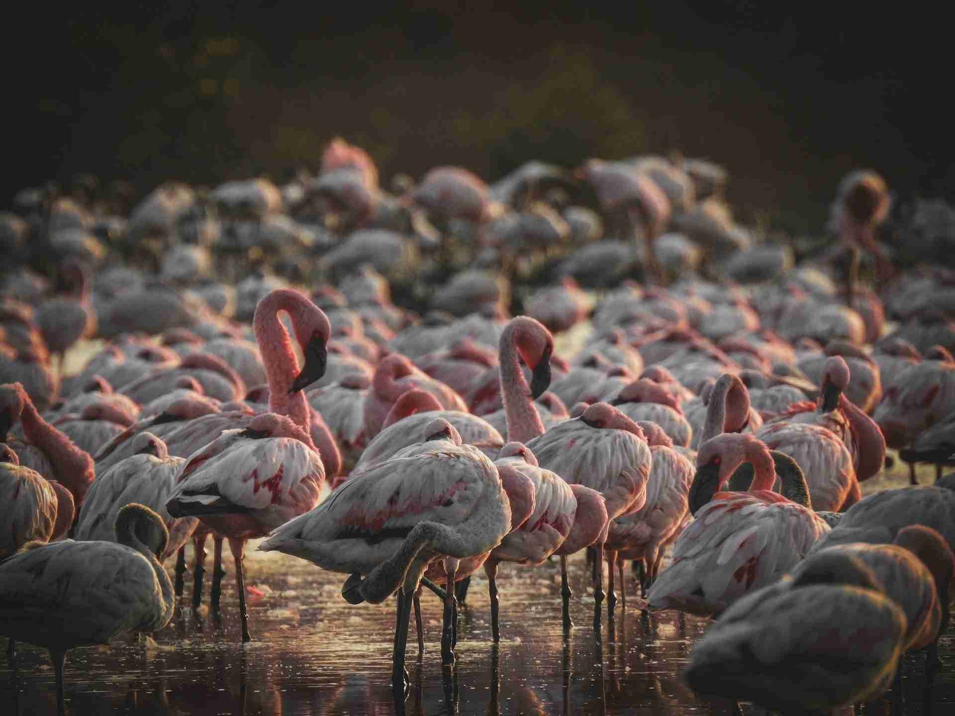 Karave Flamingo Point