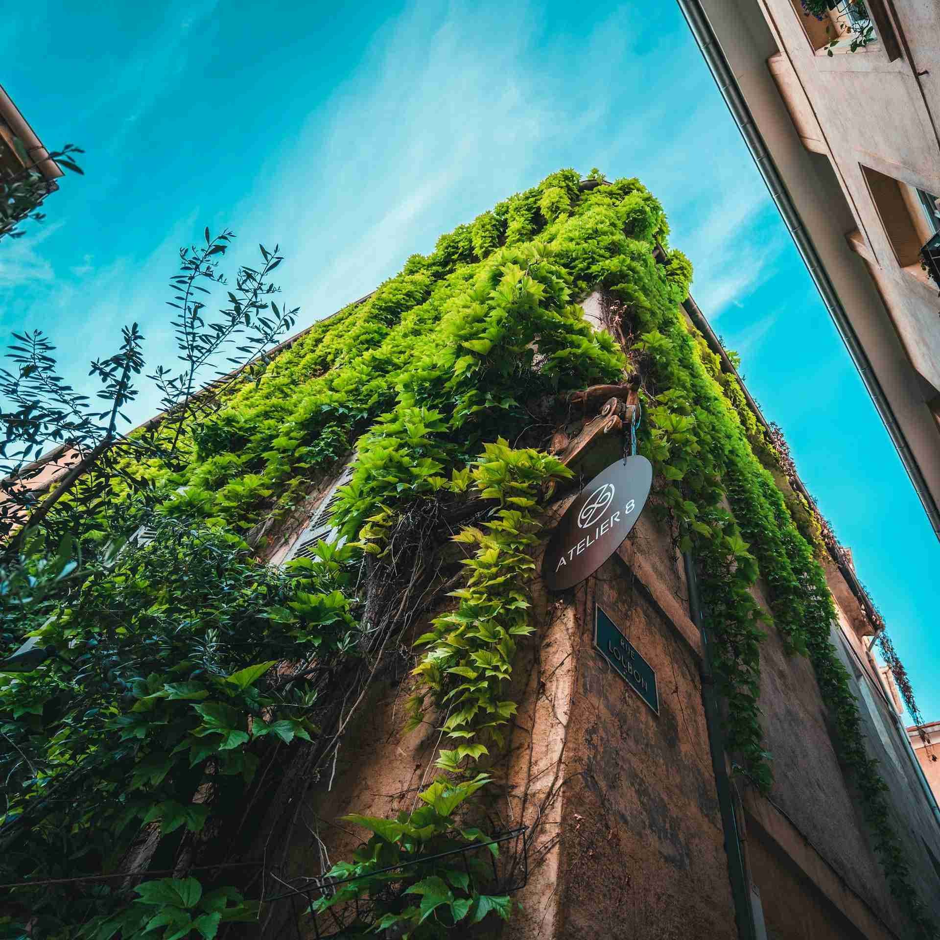 Rue du Puits Juif Plant-Covered Building by Alex Mesmer