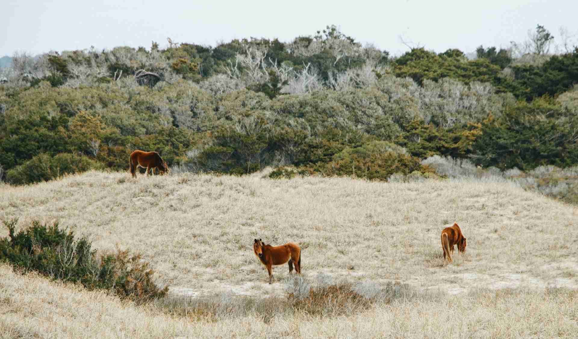 Shackleford Banks