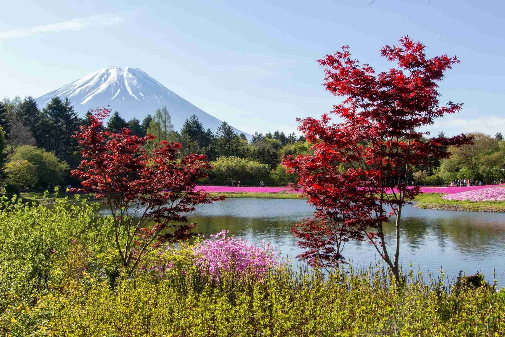 Fuji Shibasakura Festival