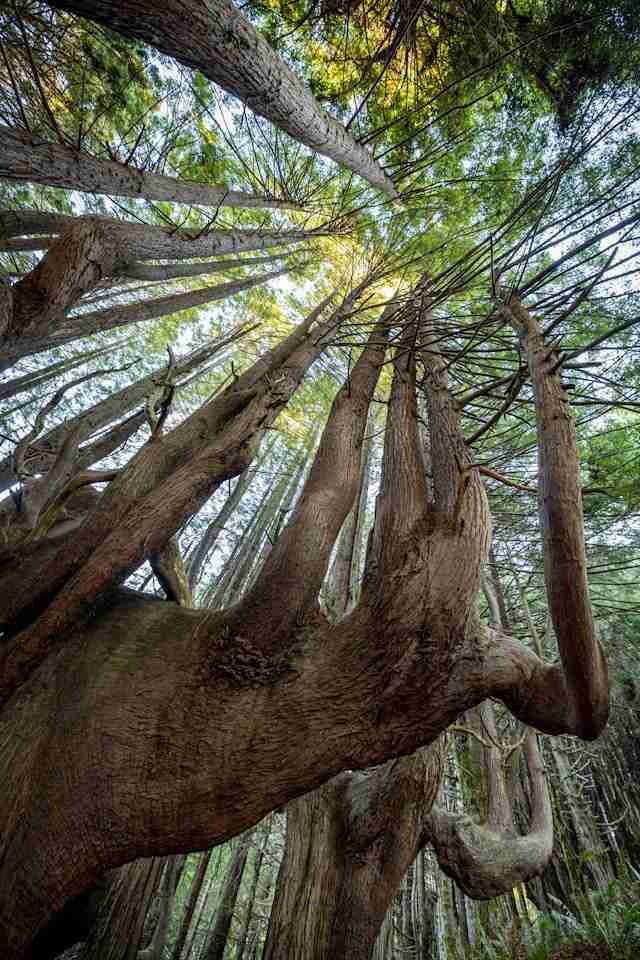 Enchanted Forest of Candelabra Redwoods by Leo_Visions