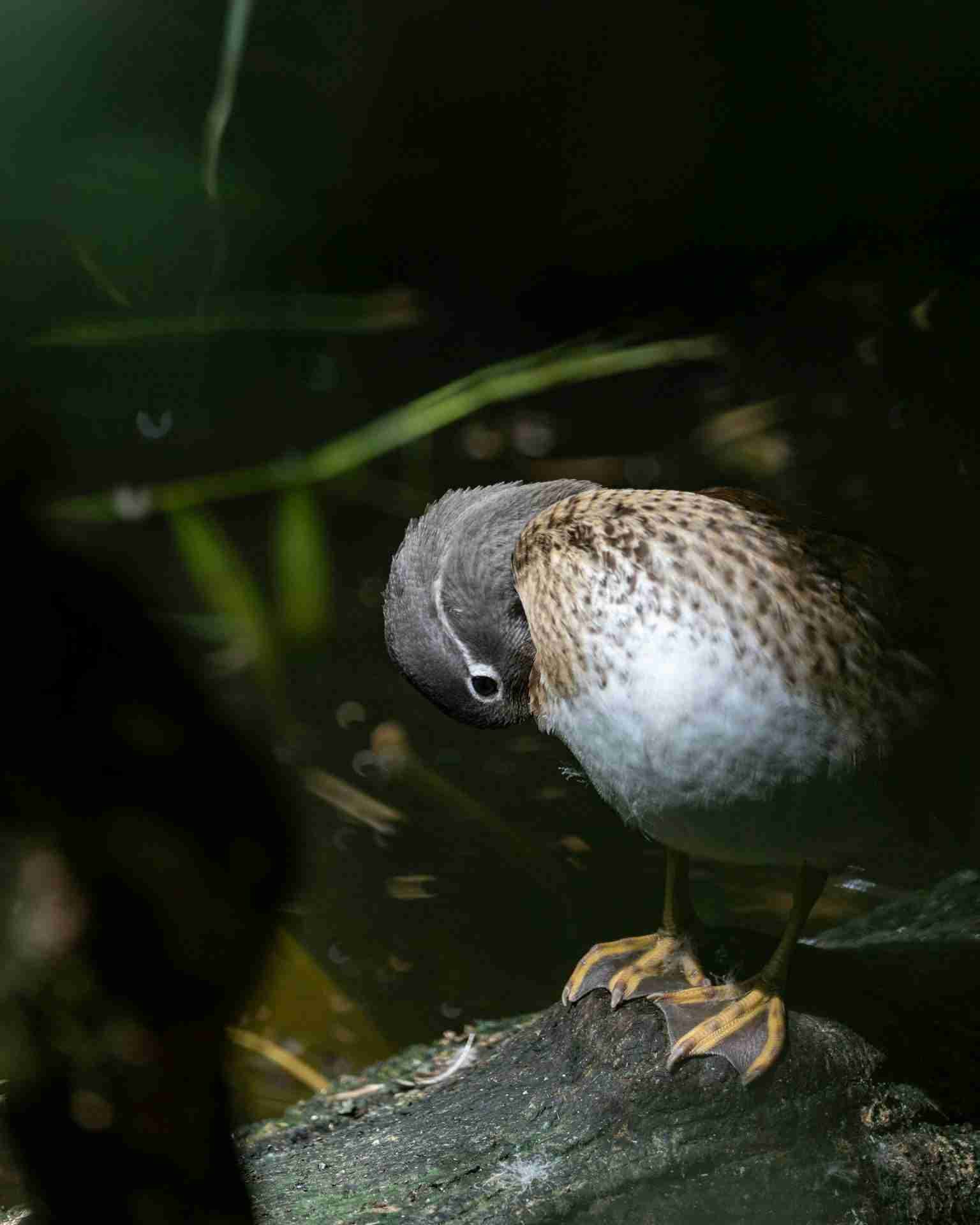 Parc des Oiseaux