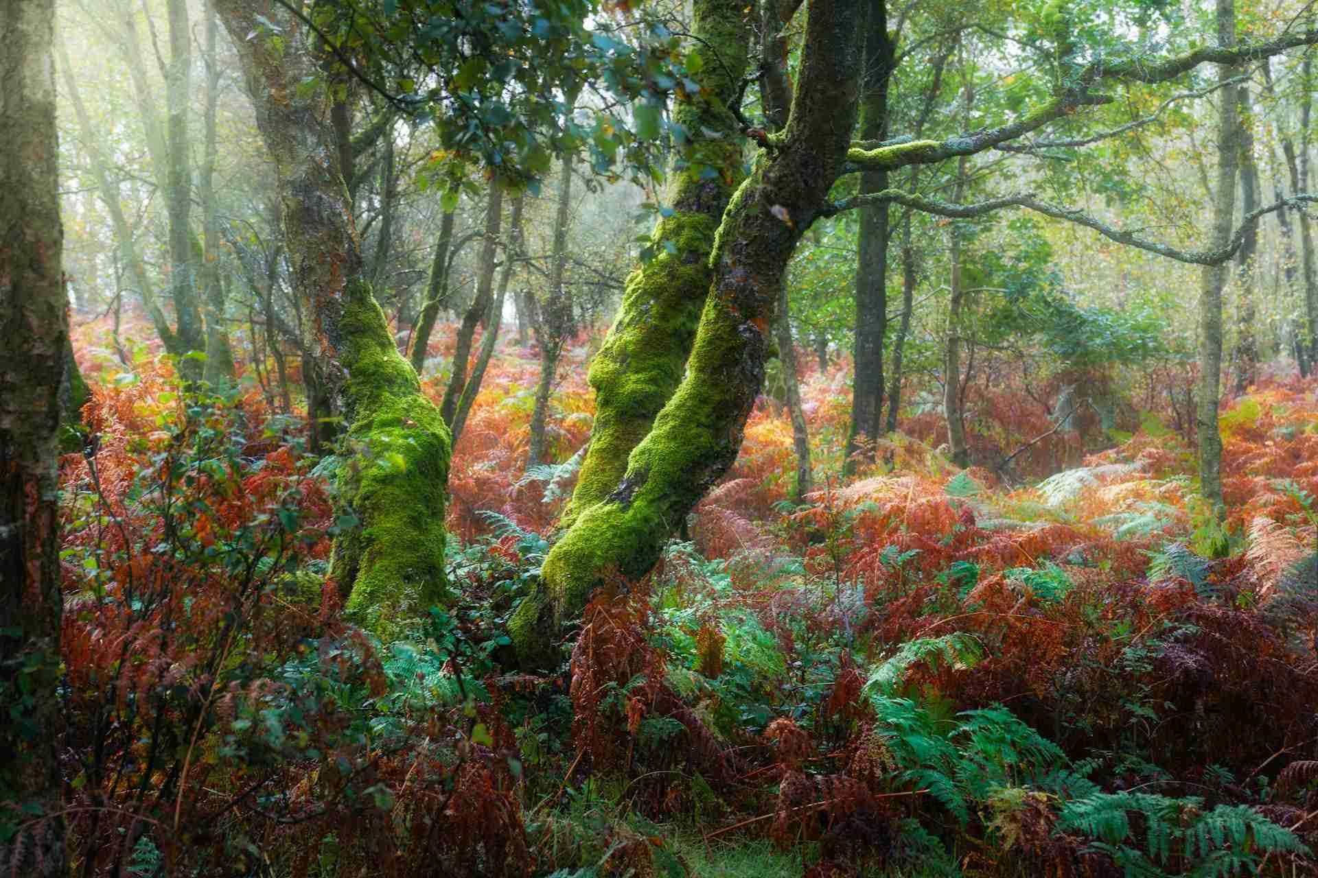 Froggatt Woods