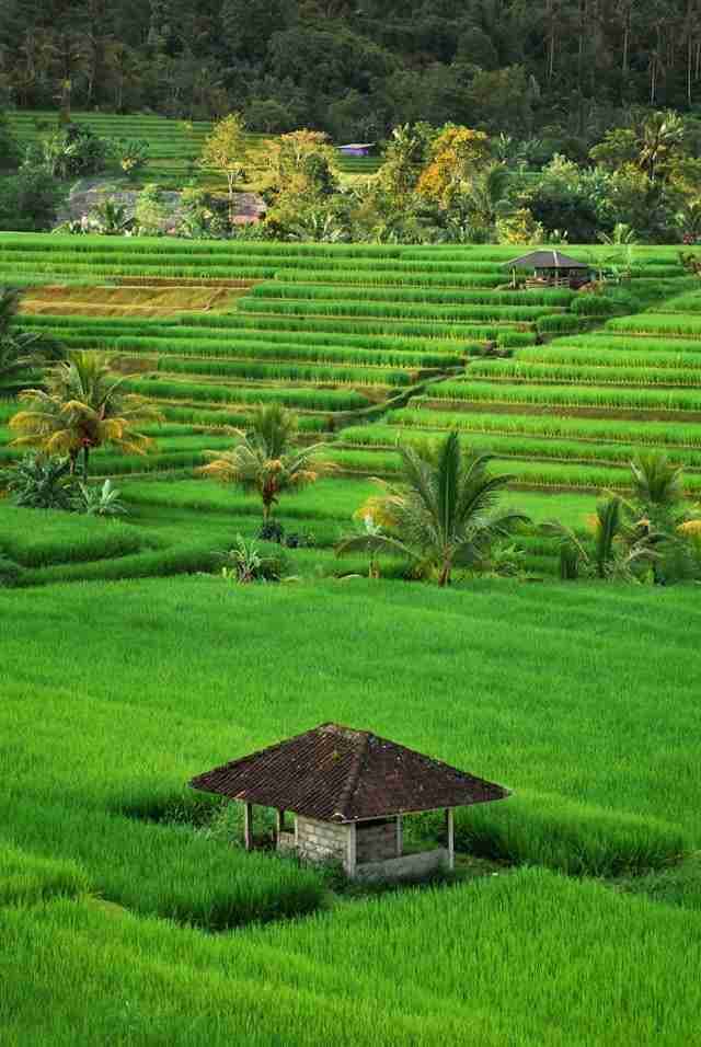 Jatiluwih Rice Terraces by Claudia Fernández Ortiz