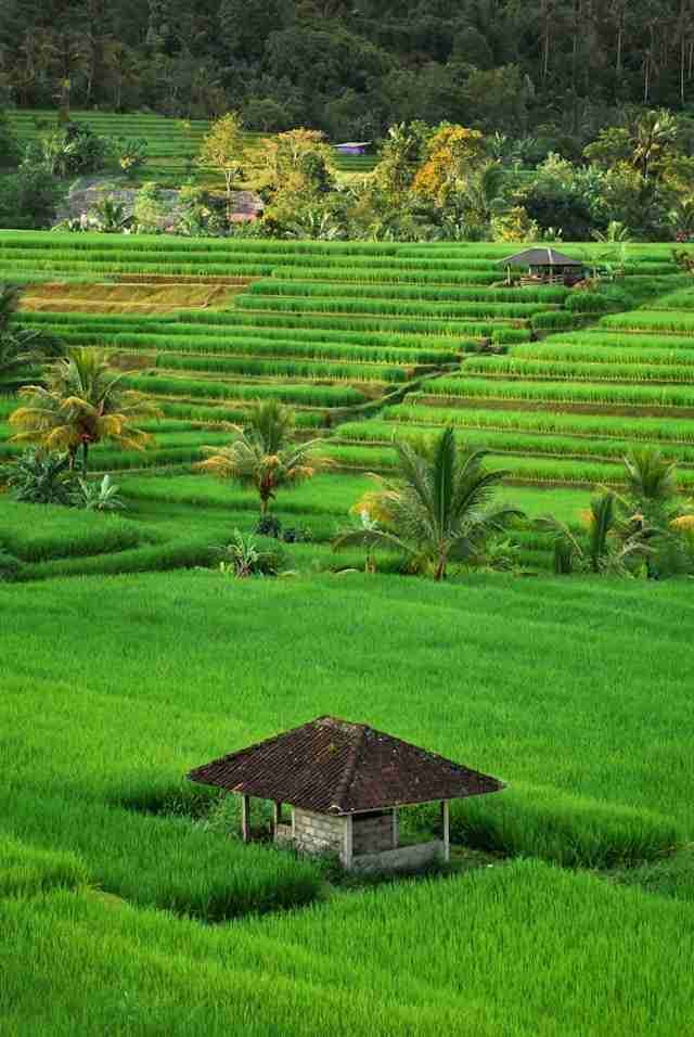 Jatiluwih Rice Terraces (UNESCO World Heritage Site)