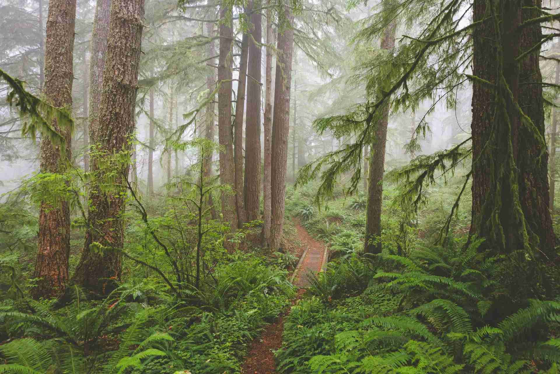 Cascade Head – Rainforest Trailhead
