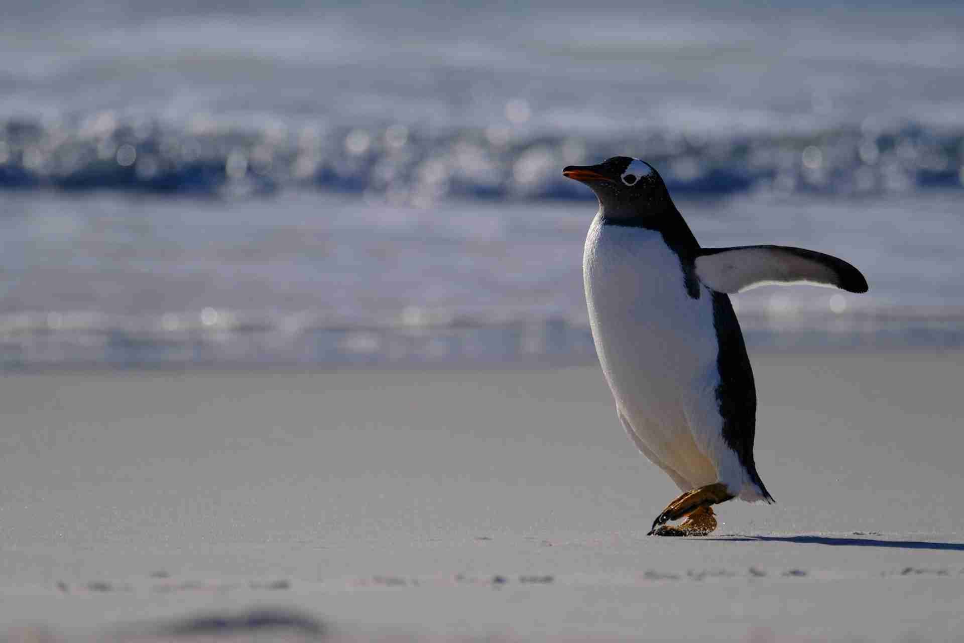 Yorke Bay Gentoo Penguin Colony Falkland Islands (Islas Malvinas)