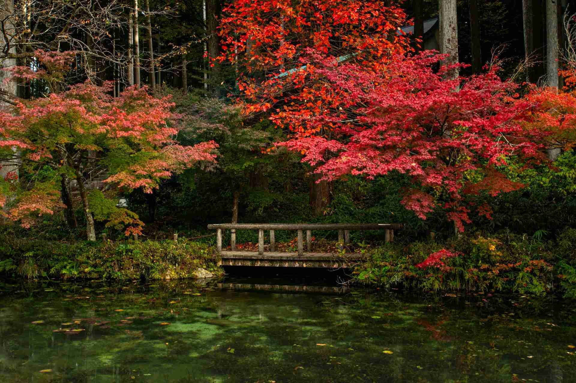 Monet’s Pond