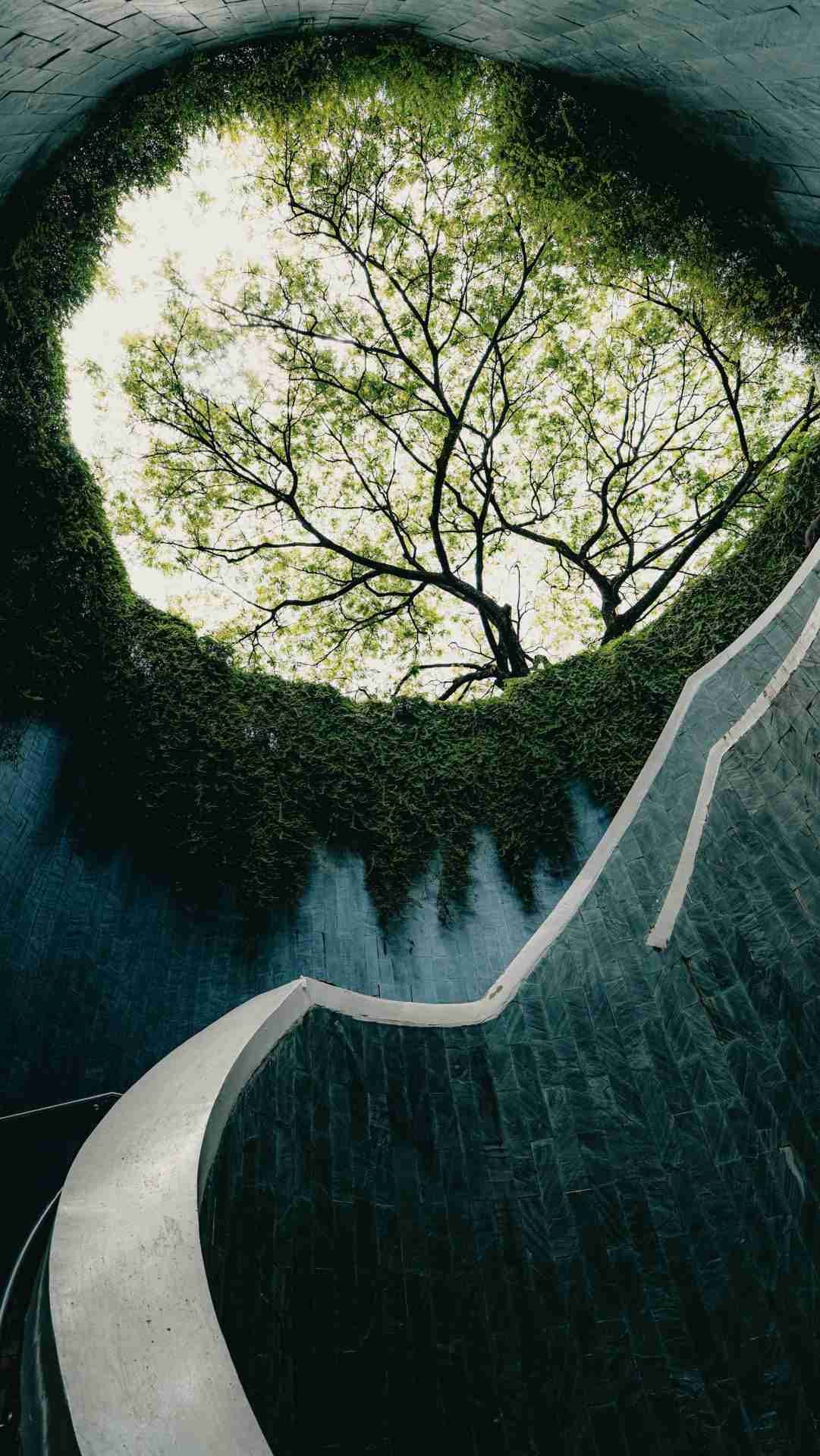 Fort Canning Park Tree Tunnel