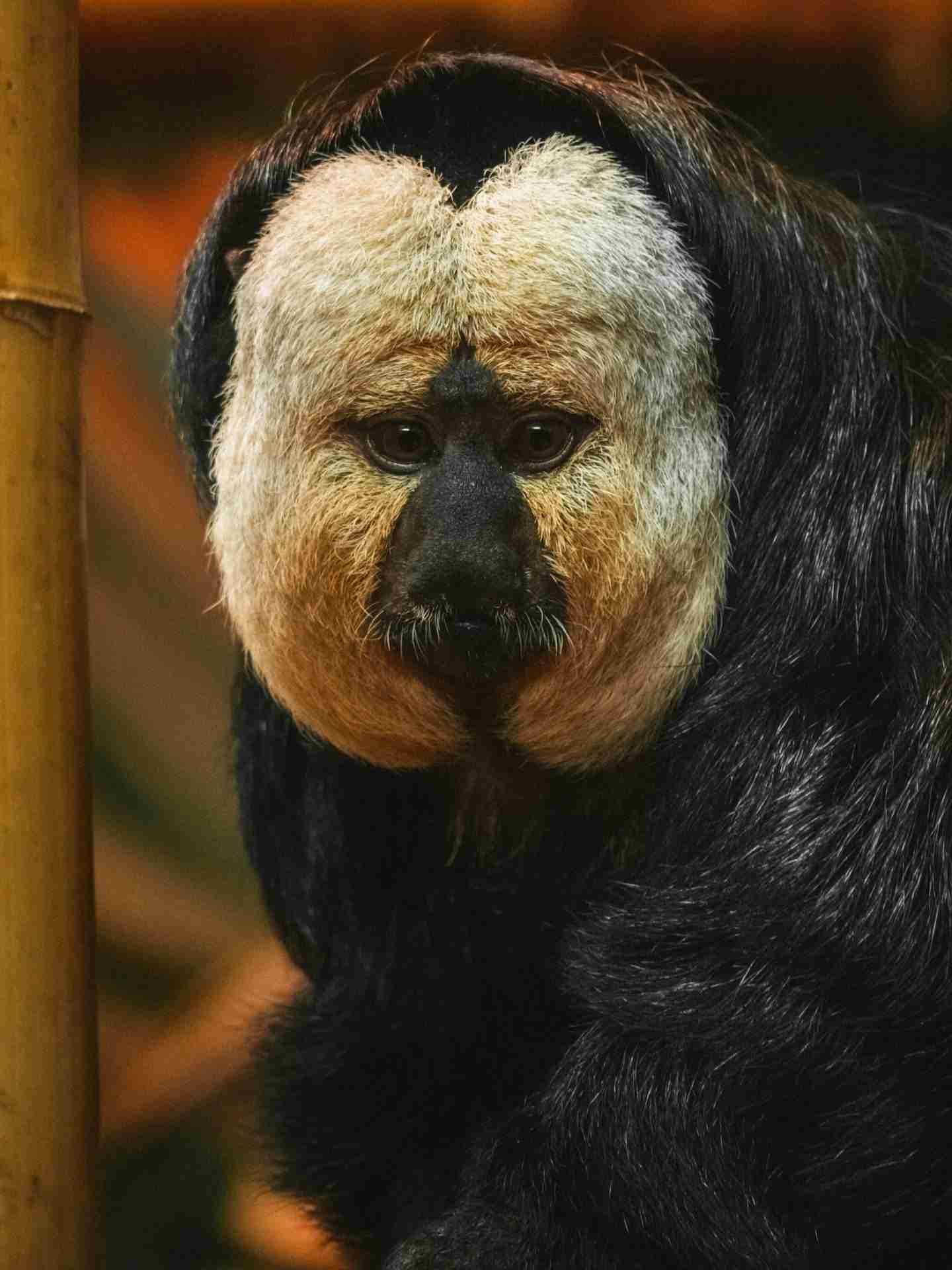 Dublin Zoo