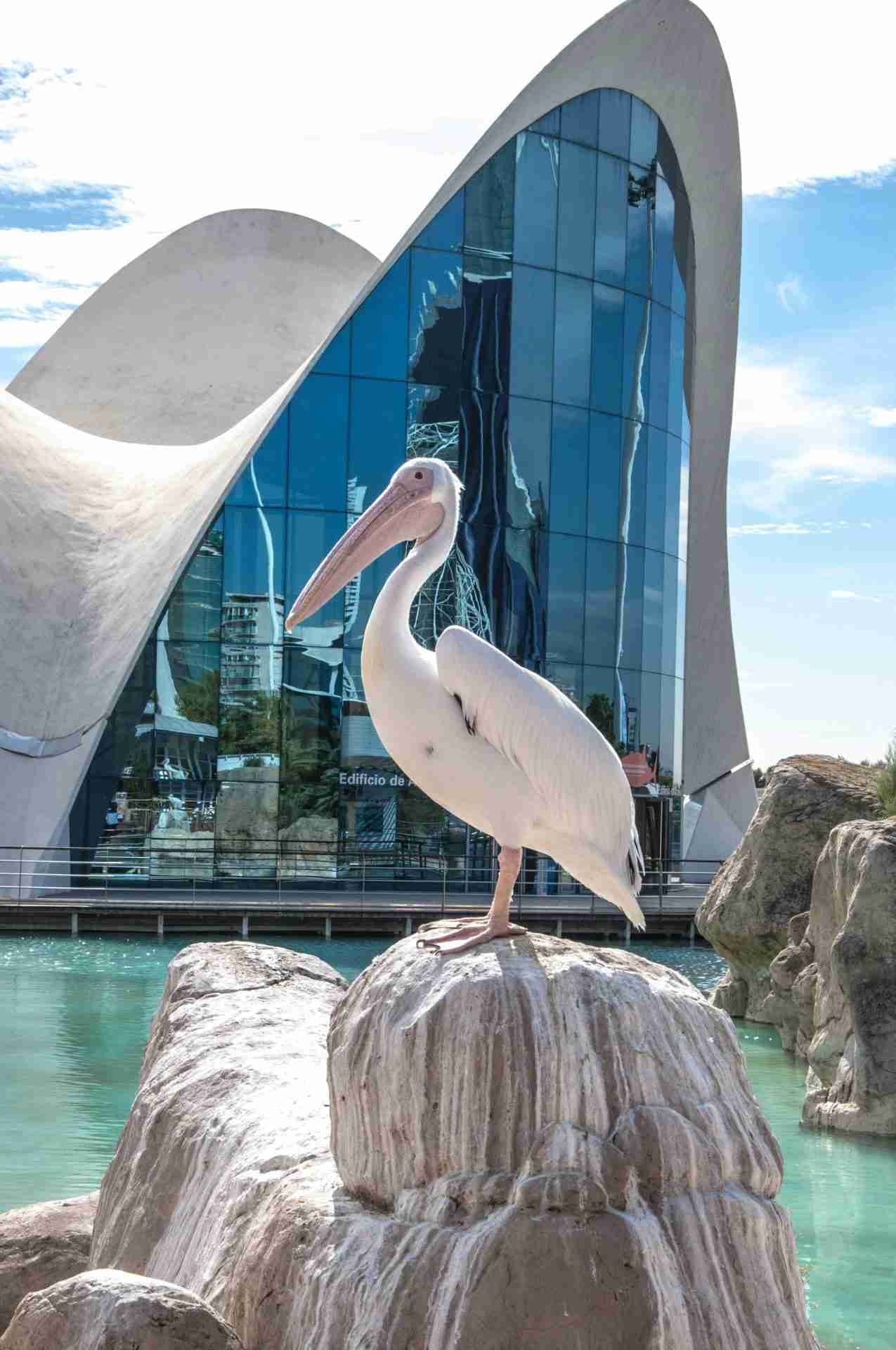 Oceanogràfic València