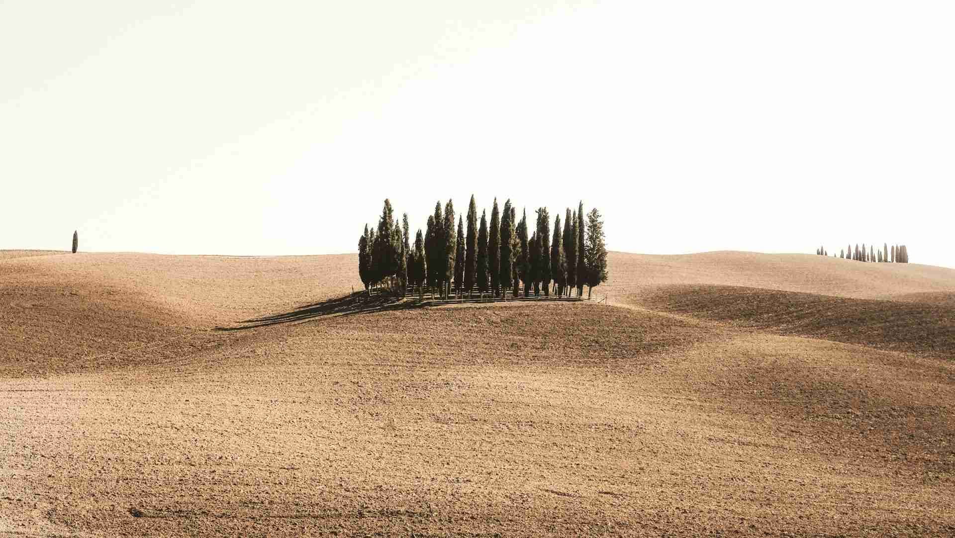 Cipressi di San Quirico d’Orcia