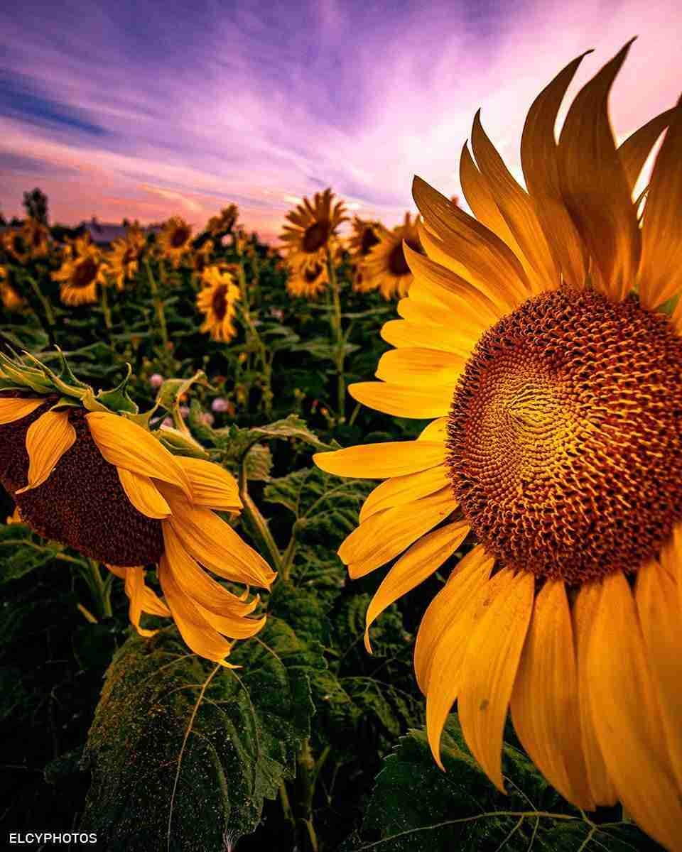 Cumberland Sunflower Field